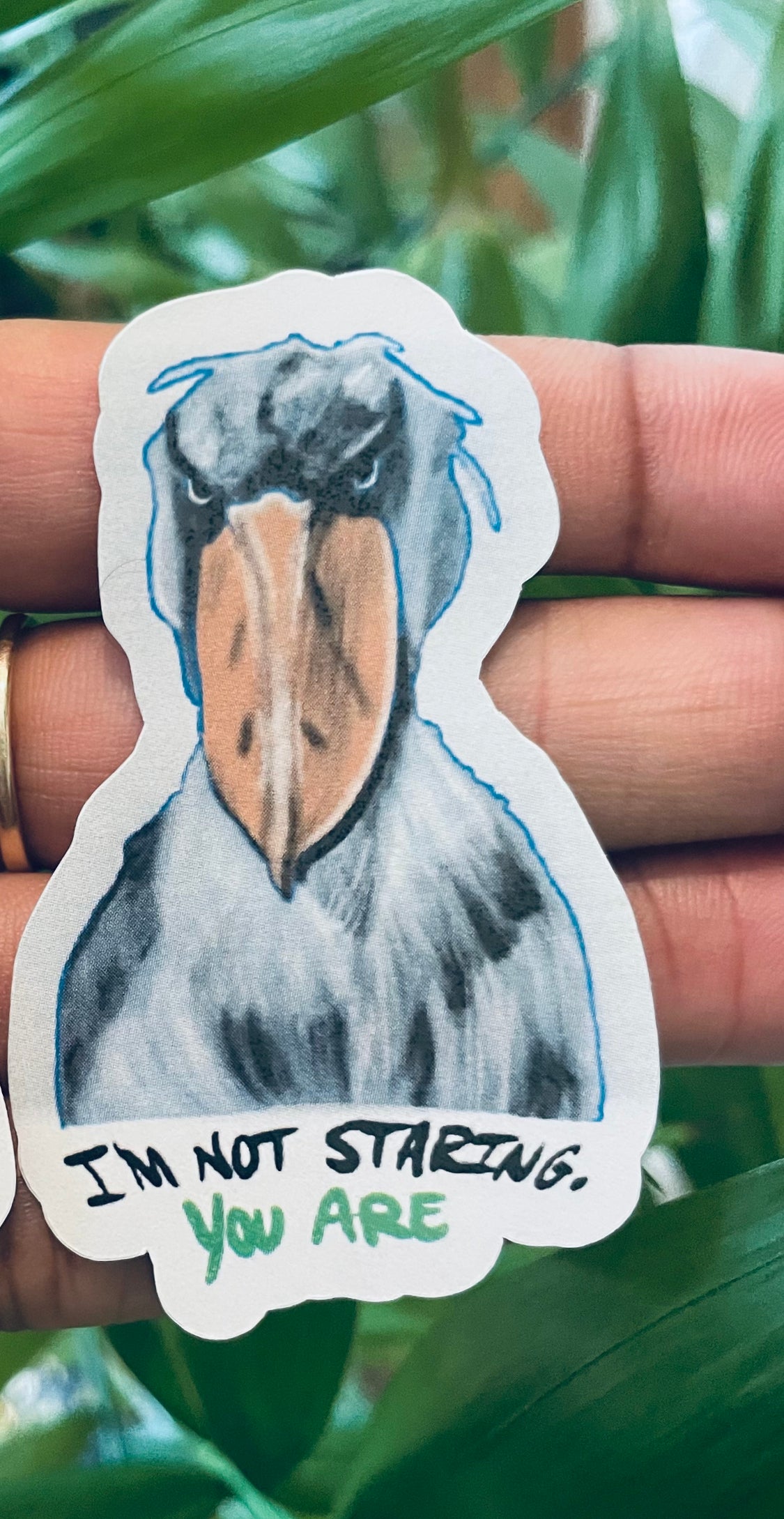 **Bill the Shoebill!